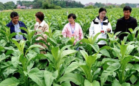 江西吉安：生物質烘烤 “點燃” 煙葉產業綠色轉型之路